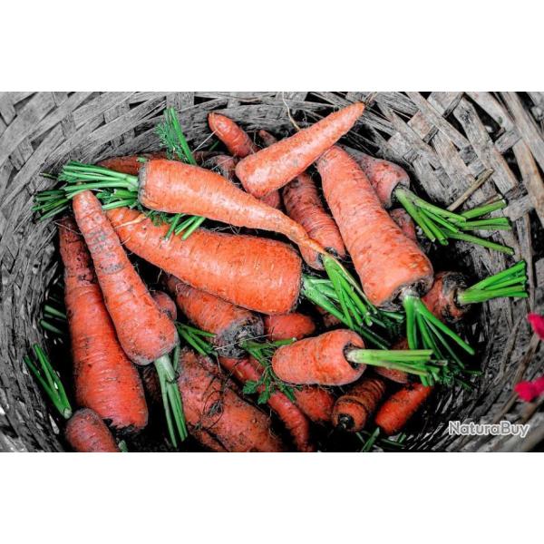 Lot de 500 Graines de Carotte Royal Chantenay - Vari�t� Populaire - Volumineuse, Sucr�e, Croquante