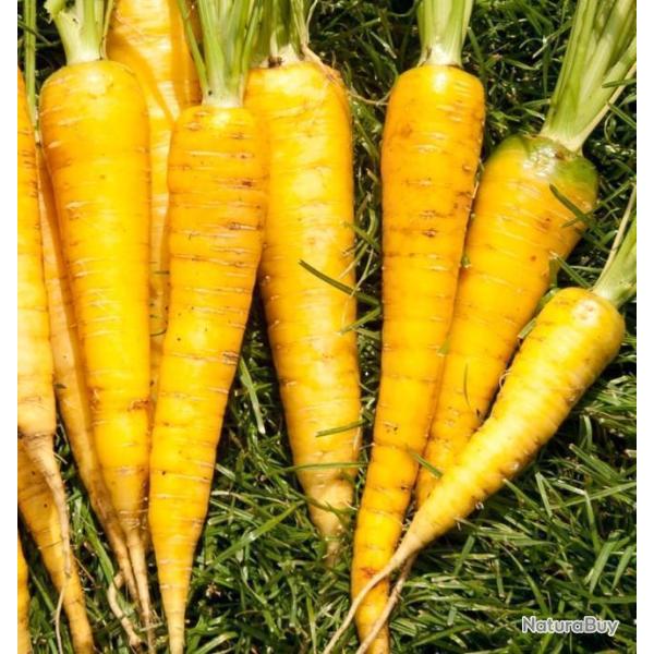 Lot de 500 Graines de Carottes Jaune du Doubs - Vari�t� Productive et Sucr�e - Qualit� gustative