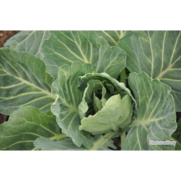 Lot de 200 Graines de Chou Cabus Bacalan de Rennes Vari�t� H�tive - Grande Qualit�s Gustatives