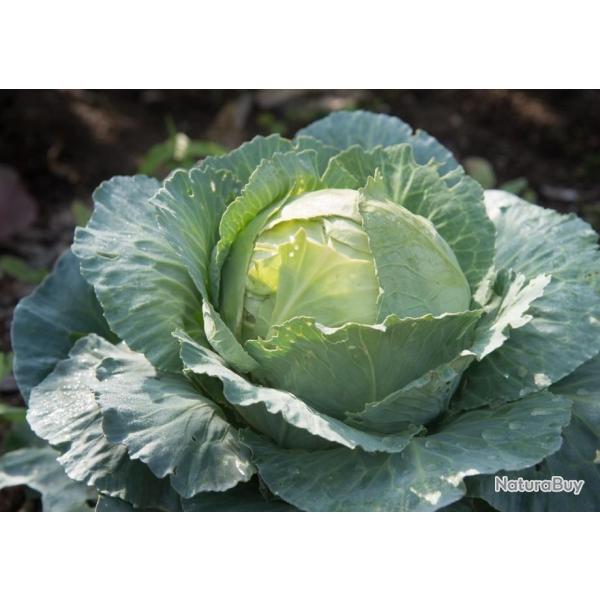 Lot de 200 Graines de Chou Cabus Marche de Copenhague 4 - Vari�t� Rustique, productive et Ancienne