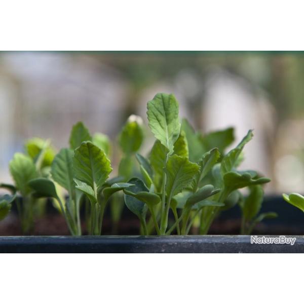 Lot de 200 Graines de Chou de Milan D'aubervilliers - Vari�t� Ancienne, Productive et Savoureuse