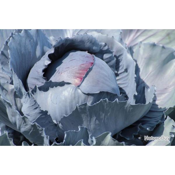 Lot de 200 Graines de Chou Rouge Gros - Vari�t� incontournable - Riche en vitamines - Reproductibles