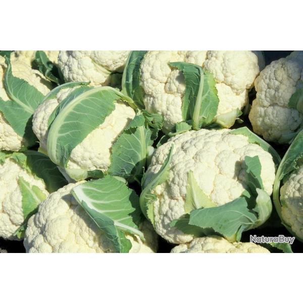 Lot de 250 Graines de Chou-Fleur Boule de Neige -  Vari�t� Douce et Savoureuse - Qualit� Gustative