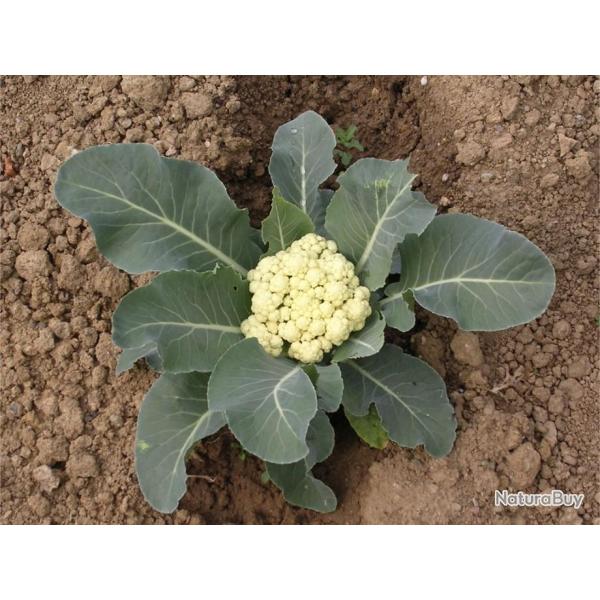 Lot de 250 Graines de Chou-Fleur Merveille de Toutes Saisons -Vari�t� Traditionnelle - Reproductible
