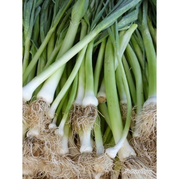 Lot de 200 Graines de Ciboule Blanche Hative - Plante aromatique -Tr�s facile � cultiver - Gustative