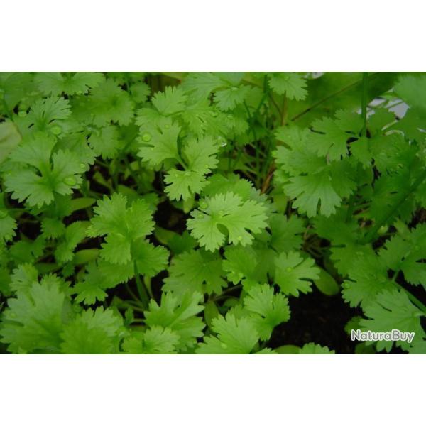 Lot de 200 Graines de Coriandre Cultiv�e- Plante aromatique - Tr�s facile � cultiver - Reproductible