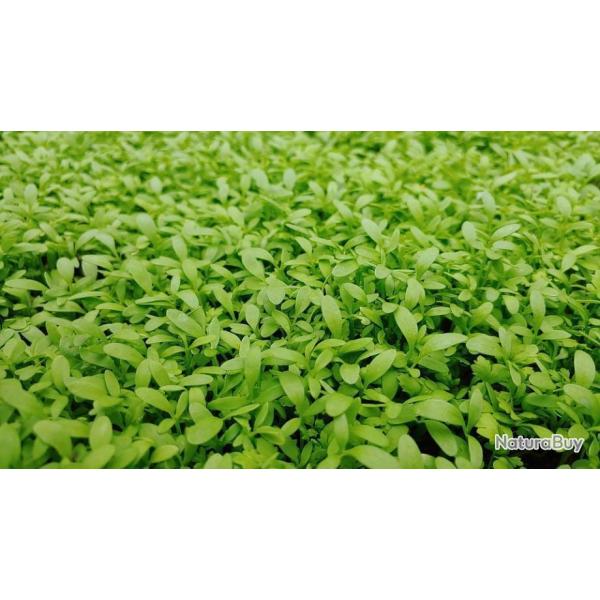 Lot de 500 Graines de Cresson Des Jardins - Facile � cultiver - Riche en vitamines - 100 % Fran�aise