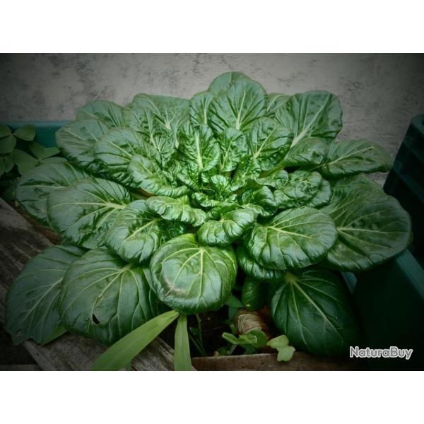 Lot de 250 Graines D'�pinard Matador - L�gume Tendre et Juteux - Qualit� Gustative - Reproductible