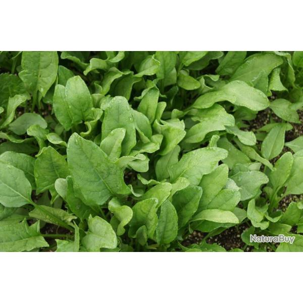 Lot de 250 Graines D'�pinard Monstrueux de Viroflay - Facile � cultiver - Qualit� nutritionnelles