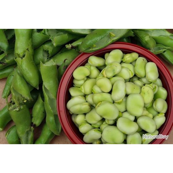 Lot de 25 Graines de F�ve D'Aguadulce A Tres Longue Cosse - Vari�t� productive - Qualit� Gustative