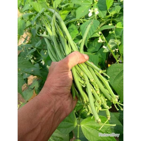 Lot de 50 Graines de Haricot Vert Nain Cigal - Gousses Riche en Fibre - Fran�aises et Naturel
