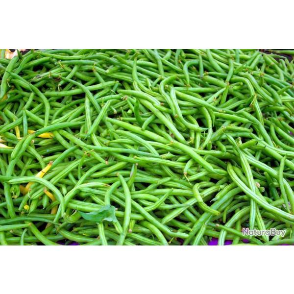 Lot de 50 Graines de Haricot Vert Nain Rugally - Vari�t� Droite et Charnue -Reproductibles & Naturel