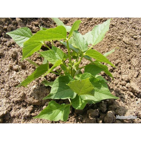 Lot de 50 Graines de Haricot Vert Tonivert - Riche en Fibre - Grande nutritionnelles - 100 % Naturel