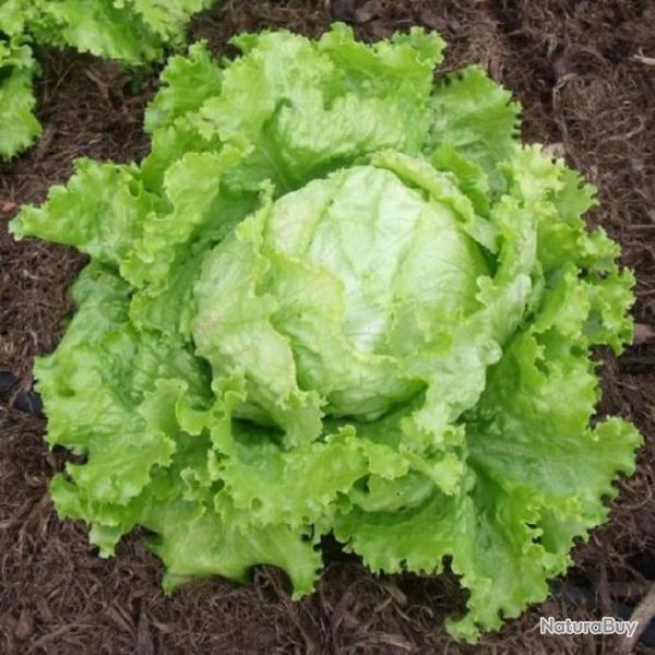 Lot de 500 Graines de Laitue Blonde de Paris - Vari�t� Productive - Salades Croquantes- 100% Naturel