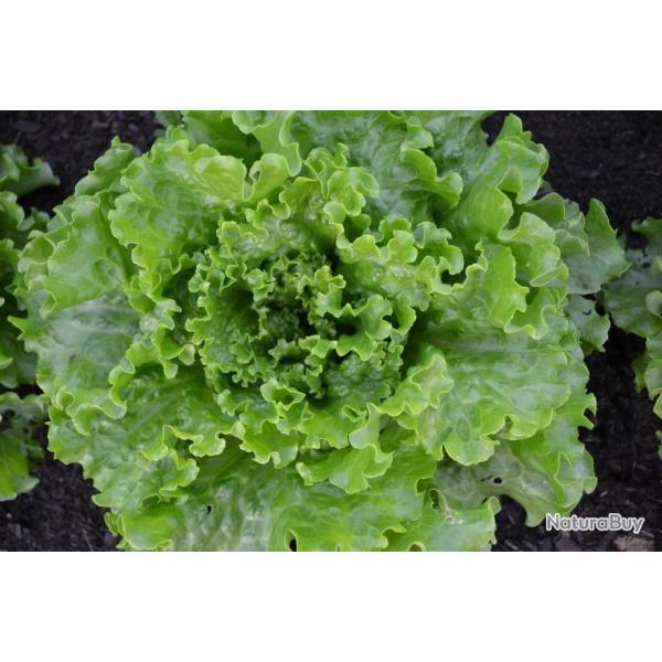 Lot de 500 Graines de Laitue Doree de Printemps - Riche en Nutriments - Facile � Cultiv�e