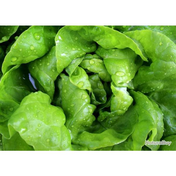 Lot de 500 Graines de Laitue Du Bon Jardinier - Incontournable - 100 % Reproductibles et Naturel