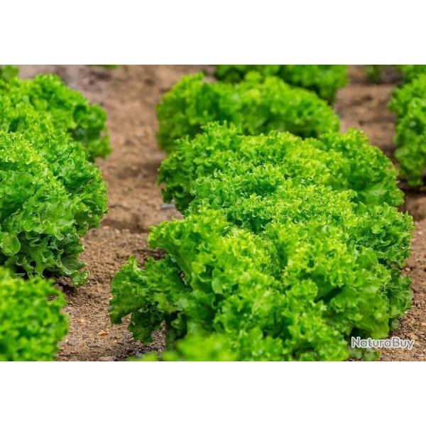 Lot de 500 Graines de Laitue Lollo Bionda - Vari�t� Volumineuse, Fris�e douce - 100 % Naturel