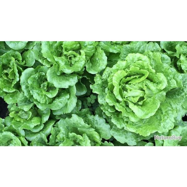 Lot de 500 Graines de Laitue Madrilene - Feuille Tendre et rafra�chissante -Reproductible et Naturel