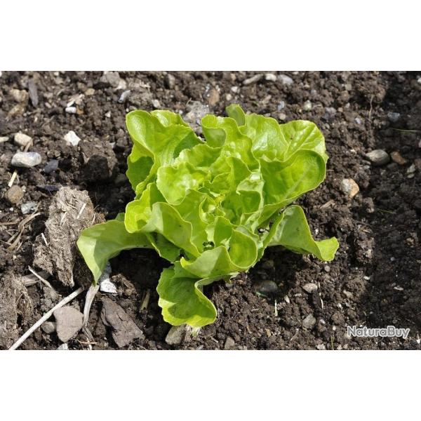 Lot de 500 Graines de Laitue Reine de Mai Pleine Terre - Vari�t� Croquante - Riche en Nutriments