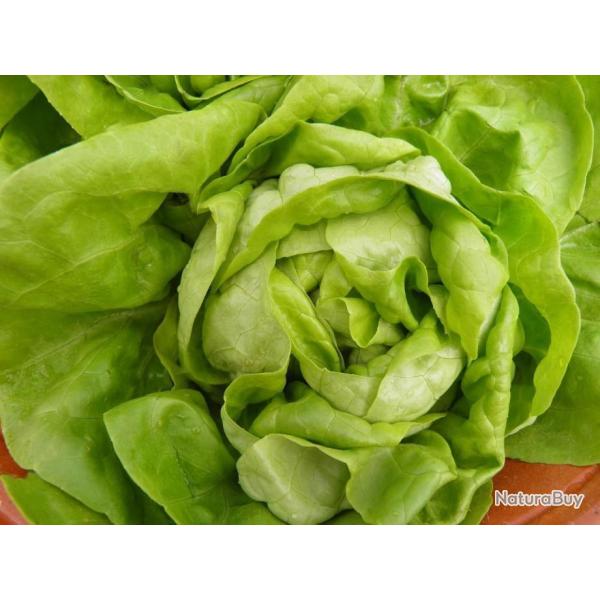 Lot de 500 Graines de Laitue Tetue de N�mes - Vari�t� � Feuille Epaisses - Riche en Nutriments