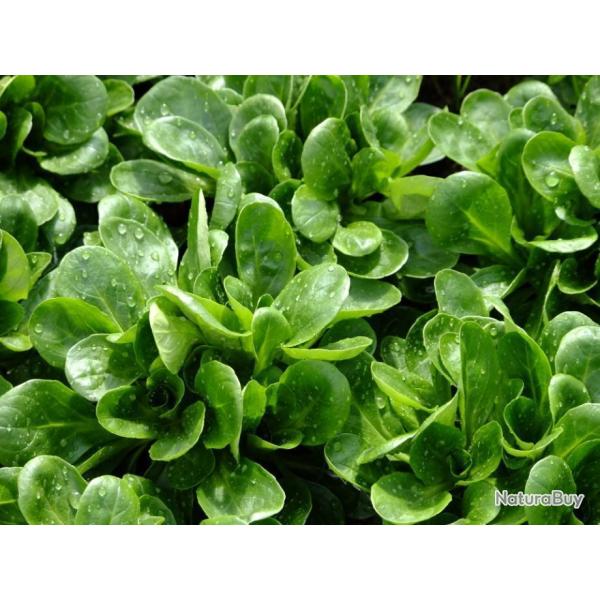 Lot de 500 Graines de Mache Coquille de Louviers - Riche en Nutriments - Reproductibles et Naturel