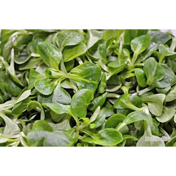 Lot de 500 Graines de Mache Ronde Maraichere - Vari�t� Savoureuse et Productive - 100% Naturel