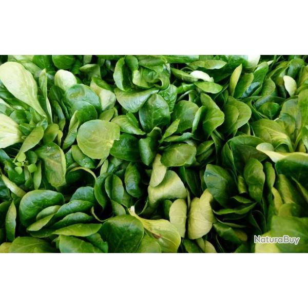 Lot de 500 Graines de Mache Verte a Coeur Plein 2 - Saveurs d'Exception - Riche en Vitamines