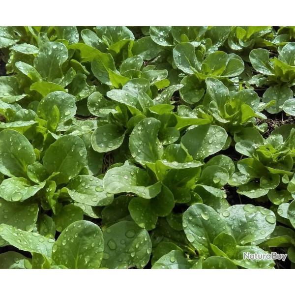 Lot de 500 Graines de Mache Verte de Cambra i- Vari�t� Tendre et Savoureuse - 100% Naturel