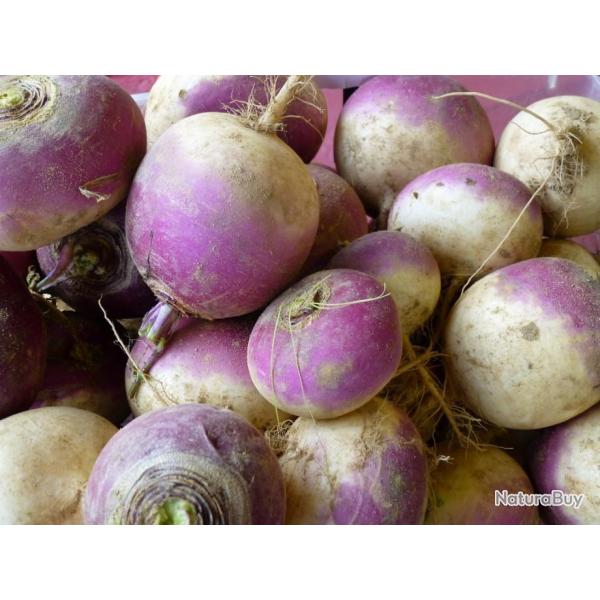 Lot de 500 Graines de Navet De Nancy A Feuille Enti�re - Qualit� Gustative - Reproductible & Naturel