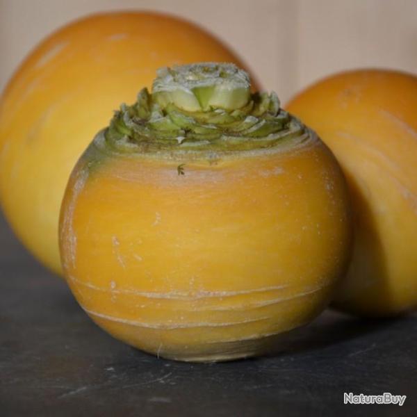 Lot de 500 Graines de Navet Jaune Boule D'Or -  Vari�t� ancienne au Gout parfum� - Saveur Douce