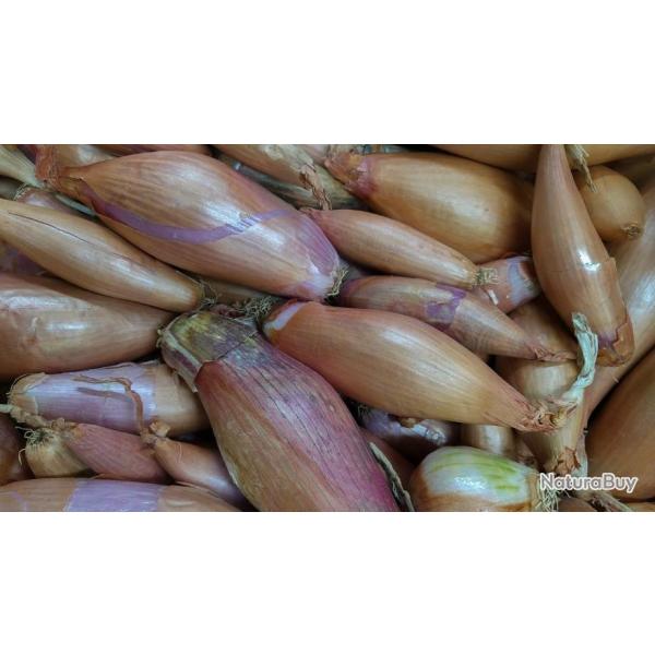 Lot de 250 Graines Oignon Echalion Zebrune - Saveur D�licate et Prononc� - Qualit� Gustative