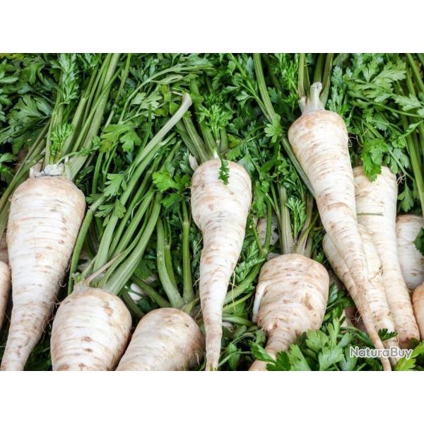 Lot de 500 Graines de Persil A Grosse Racine Gros Hatif - Vari�t� rare - Qualit� Gustative Naturel