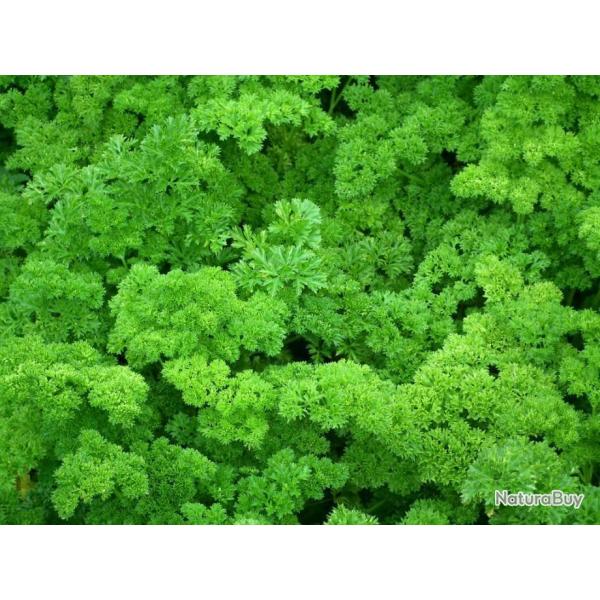 Lot de 500 Graines de Persil Bravour - Vari�t� rare - Facile � cultiver - Qualit� Gustative