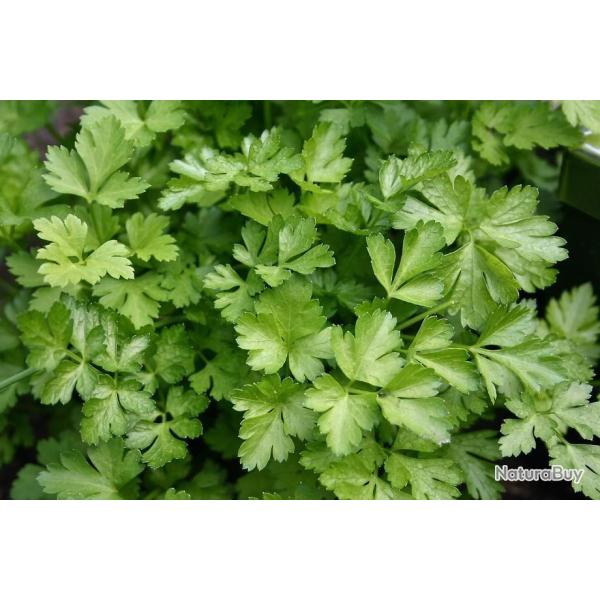 Lot de 500 Graines de Persil Commun 2 - Facile � cultiver - Croissance Rapide - 100% Naturel