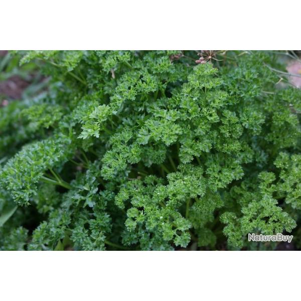 Lot de 500 Graines de Persil Nain Frise Mousse - Plante aromatique - 100 % Reproductibles et Naturel
