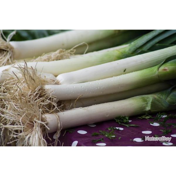 Lot de 250 Graines de Poireau De Carentan 2 - Vari�t� Rustique et Savoureuse - 100% Naturel