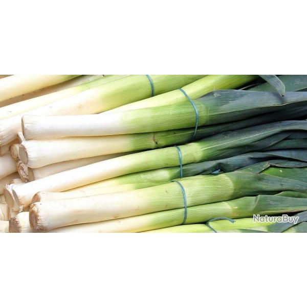 Lot de 250 Graines de Poireau Gros Long D'�t� 2 -  Vari�t� Estivale et Savoureuse - 100% Naturel