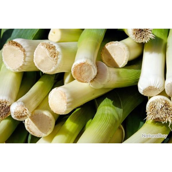Lot de 250 Graines de Poireau Real - Vari�t� aux Saveurs Incroyables - Reproductible et Naturel