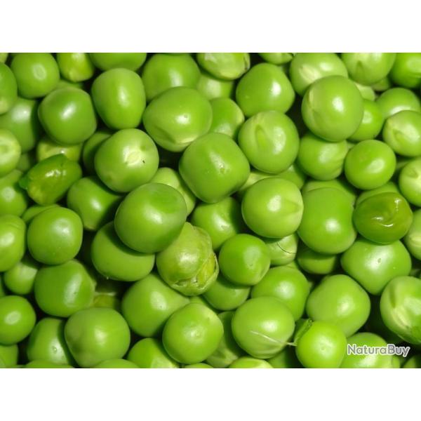 Lot de 50 Graines de Petits-Pois Alexandra - Vari�t� Savoureuse - 100 % Reproductibles et Naturel