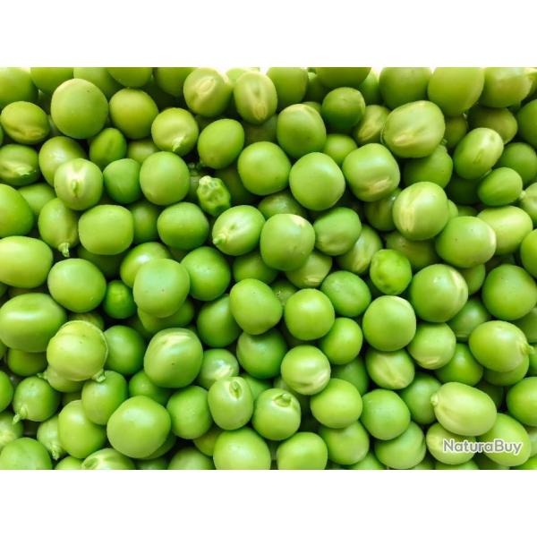 Lot de 50 Graines de Petits-Pois Alicia - Saveurs Douces et Sucr�e -  100% Reproductibles et Naturel