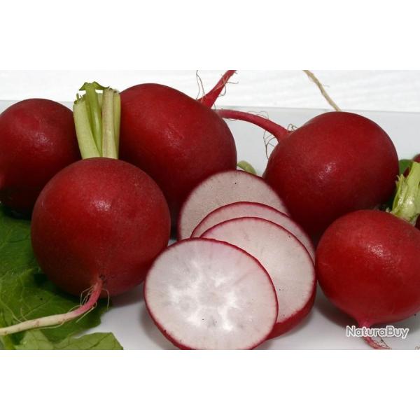 Lot de 50 Graines de Radis Cerise -  Ne Creuse Pas - Croquant - Culture Facile - 100% Naturel