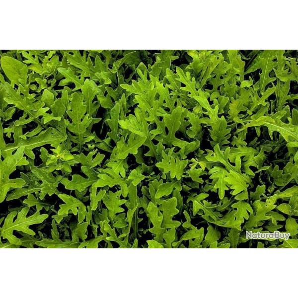 Lot de 500 Graines de Roquette Cultiv�e - Feuille verte Charnus et Savoureuse - 100% Reproductibles