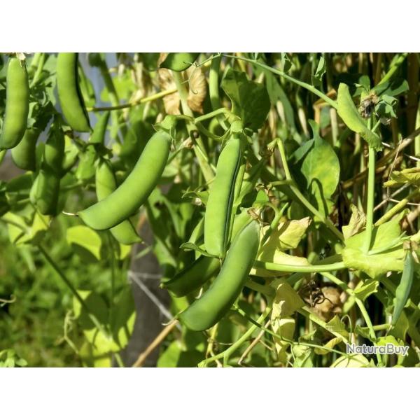 Lot de 50 Graines de Petits-Pois Petit Provencal - Vari�t� Sucr�e, Tendre et Juteuse - Naturel