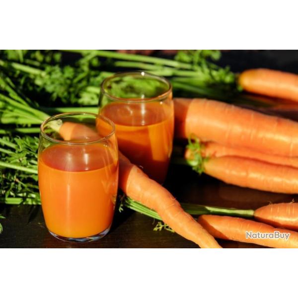 Lot de 500 Graines de Carotte De Colmar � Coeur Rouge 2 - Rendement Fort - Naturel et Reproductible