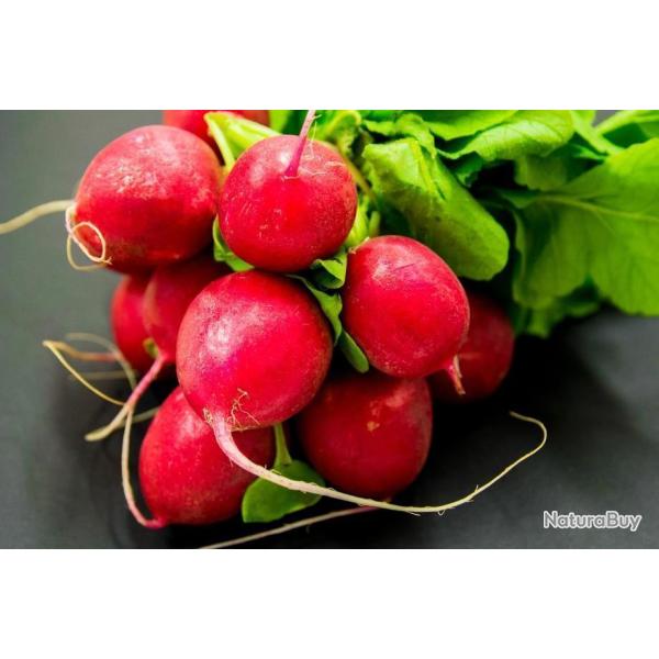 Lot de 50 Graines de Radis Rond Ecarlate - Croquant - Culture Facile - Reproductibles et Naturel