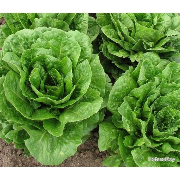 Lot de 500 Graines de Laitue Blonde Maraichere - Vari�t� Croquante -Riche en Nutriments - Naturel