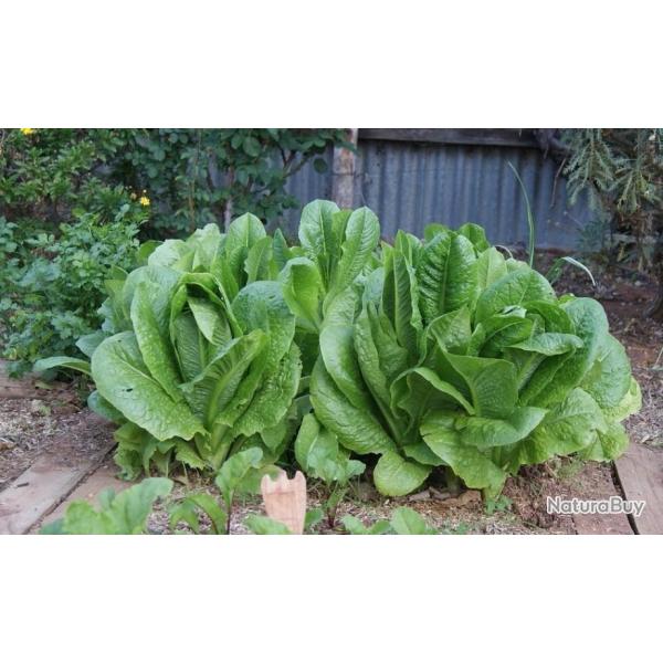 Lot de 500 Graines de Laitue Verte Maraichere - Epaisses et Croquantes - Riche en Nutriments