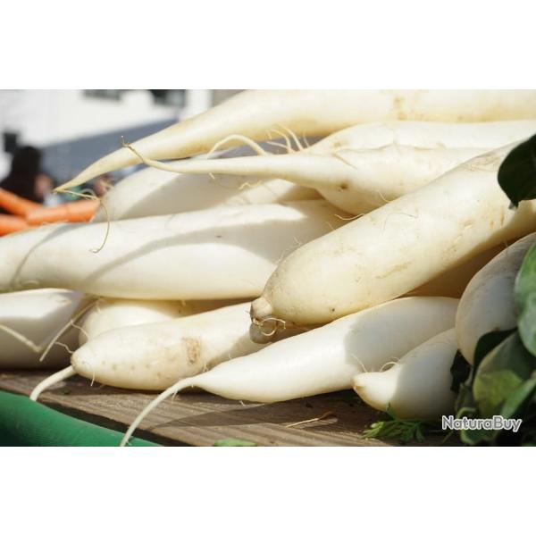 Lot de 500 Graines de Navet De Croissy - Vari�t� Savoureuse au C?ur Tendre et Sucr� - 100% Naturel