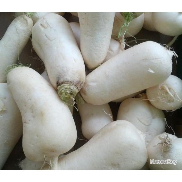 Lot de 500 Graines de Navet Marteau - Vari�t� Rustique, Tendre et Sucr�e - Riche en Vitamines