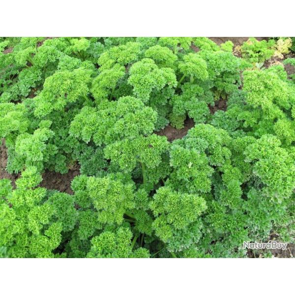 Lot de 500 Graines de Persil Frise Vert Fonce - Plante aromatique - 100 % Reproductibles et Naturel